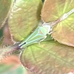 Graphocephala