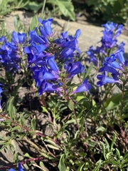 Penstemon leonardii