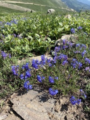 Penstemon leonardii