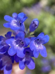 Penstemon leonardii