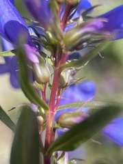 Penstemon leonardii