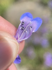 Penstemon leonardii