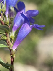 Penstemon leonardii