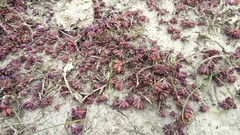 Portulaca grandiflora