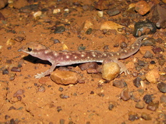 Rhynchoedura ormsbyi