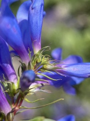 Penstemon leonardii
