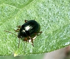 Chrysomelidae