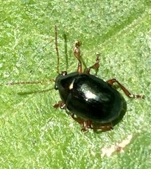 Chrysomelidae