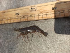 Macrobrachium acanthurus