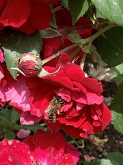 Anthophila