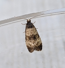 Neocochylis dubitana