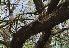 Sceloporus olivaceus