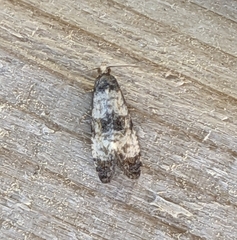 Neocochylis dubitana