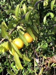 Ximenia americana