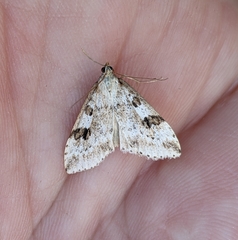 Udea washingtonalis