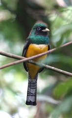 Trogon rufus tenellus