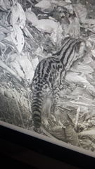 Leopardus tigrinus oncilla