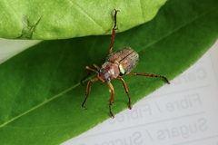 Dichelonyx subvittata