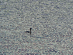 Podiceps major