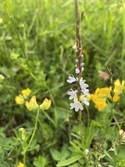 Verbena simplex