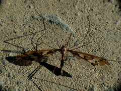 Leptotarsus binotatus