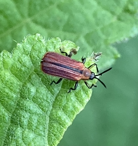 Pentispa suturalis · NaturaLista Colombia