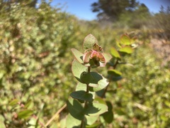 Arctostaphylos purissima