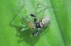 Sassacus barbipes