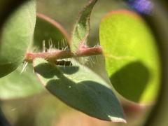 Arctostaphylos purissima