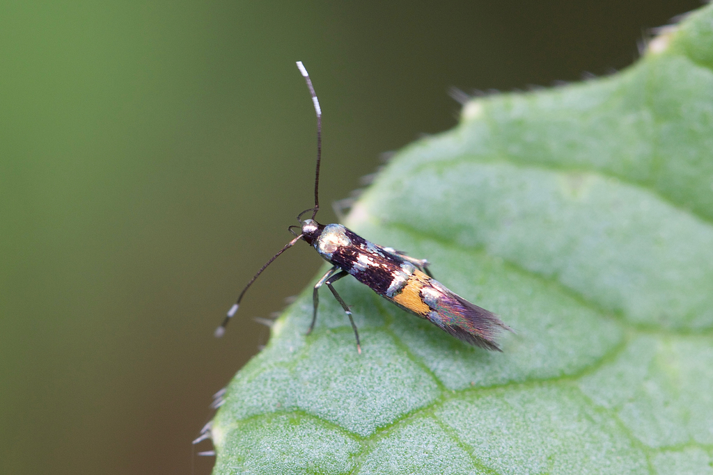 Cosmopterix molybdina