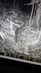 Leopardus tigrinus oncilla