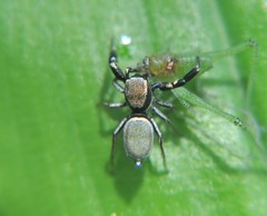 Sassacus barbipes