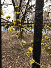 Cornus