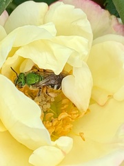 Agapostemon virescens