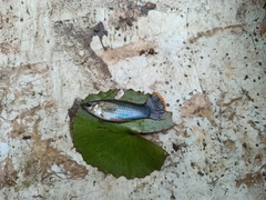 Poecilia mexicana