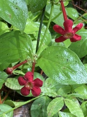 Angiospermae