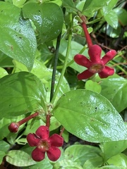 Angiospermae