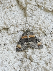 Dysstroma hersiliata