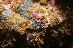 Pseudoceros ferrugineus