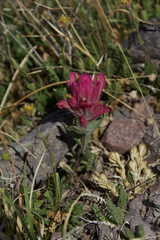 Castilleja parvula