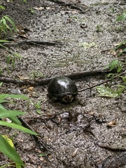 Kinosterninae