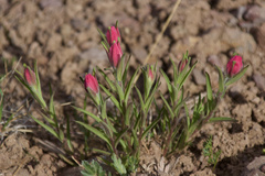 Castilleja parvula