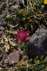 Castilleja parvula