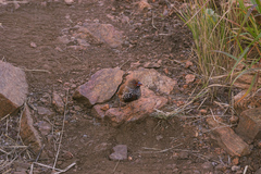 Emblema pictum