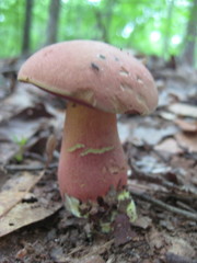 Caloboletus firmus