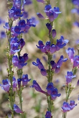Penstemon subglaber