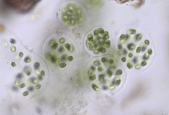 Sphaerocystis