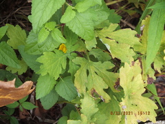 Stylophorum diphyllum