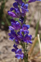 Penstemon subglaber