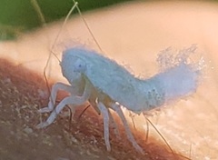 Metcalfa pruinosa pruinosa